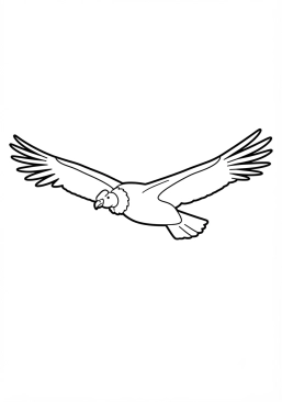 Voir le coloriage Condor des Andes planant en altitude