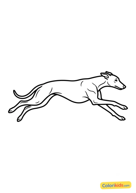 Ausmalbild zum Ausdrucken: eleganter Windhund beim Laufen