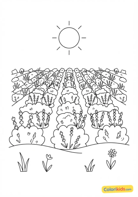 Coloriage à imprimer : champ de lavande sous un doux soleil printanier