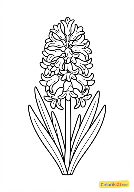 Coloriage à imprimer : jacinthe parfumée