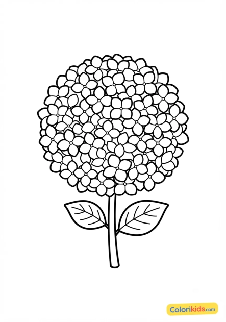 Coloriage à imprimer : hortensia avec ses grappes rondes