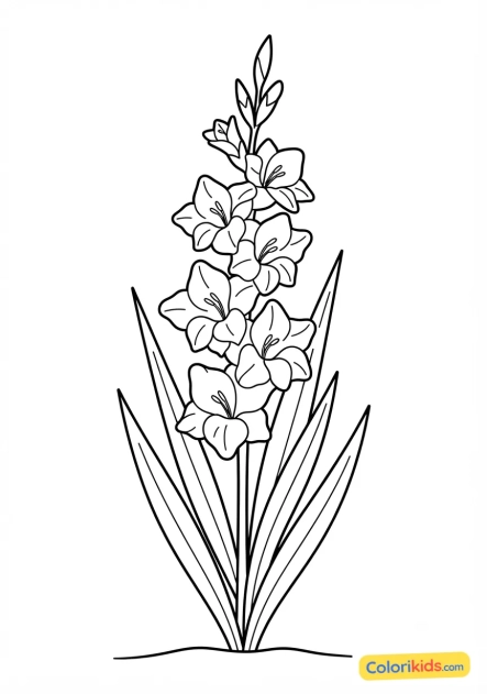 Coloriage à imprimer : glaïeul élancé