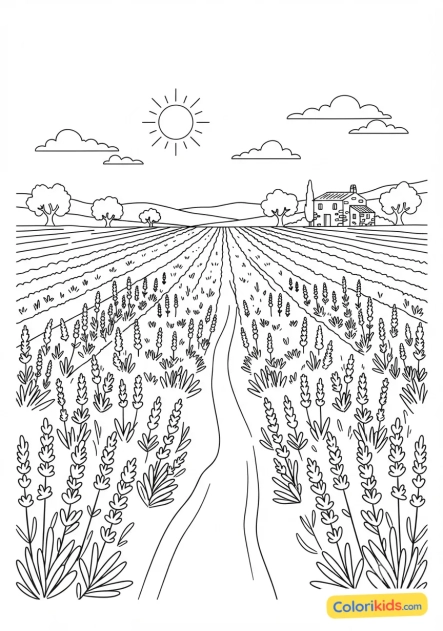 Coloriage à imprimer : champ de lavande violette s'étendant à perte de vue