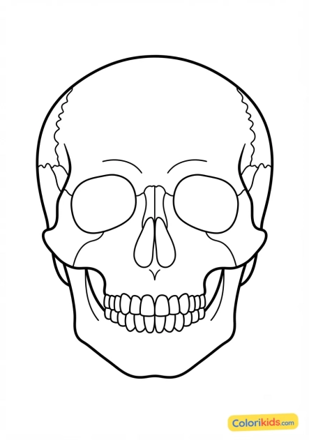 Coloriage à imprimer : crâne humain pédagogique