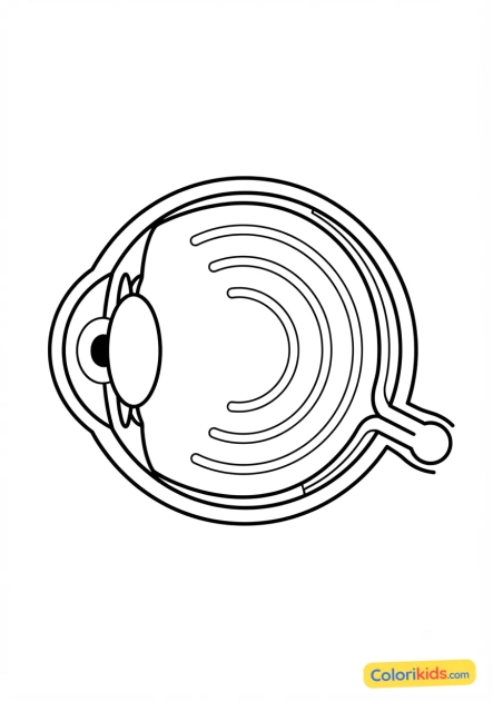 Coloriage à imprimer : rétine et schéma de l'oeil