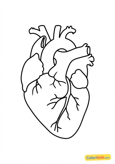 Coloriage à imprimer : coeur anatomique stylisé