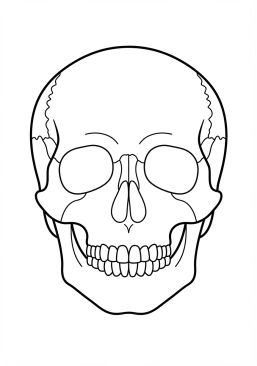 Coloriage Crâne humain pédagogique