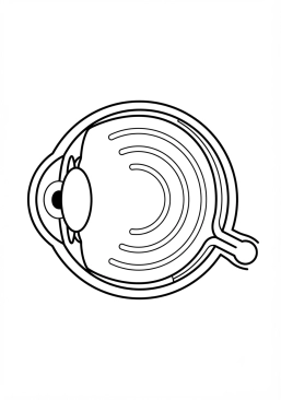 Coloriage Rétine et schéma de l'oeil