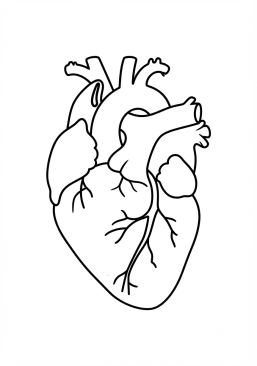 Coloriage Coeur anatomique stylisé